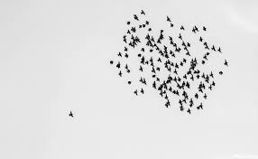 flock-of-birds